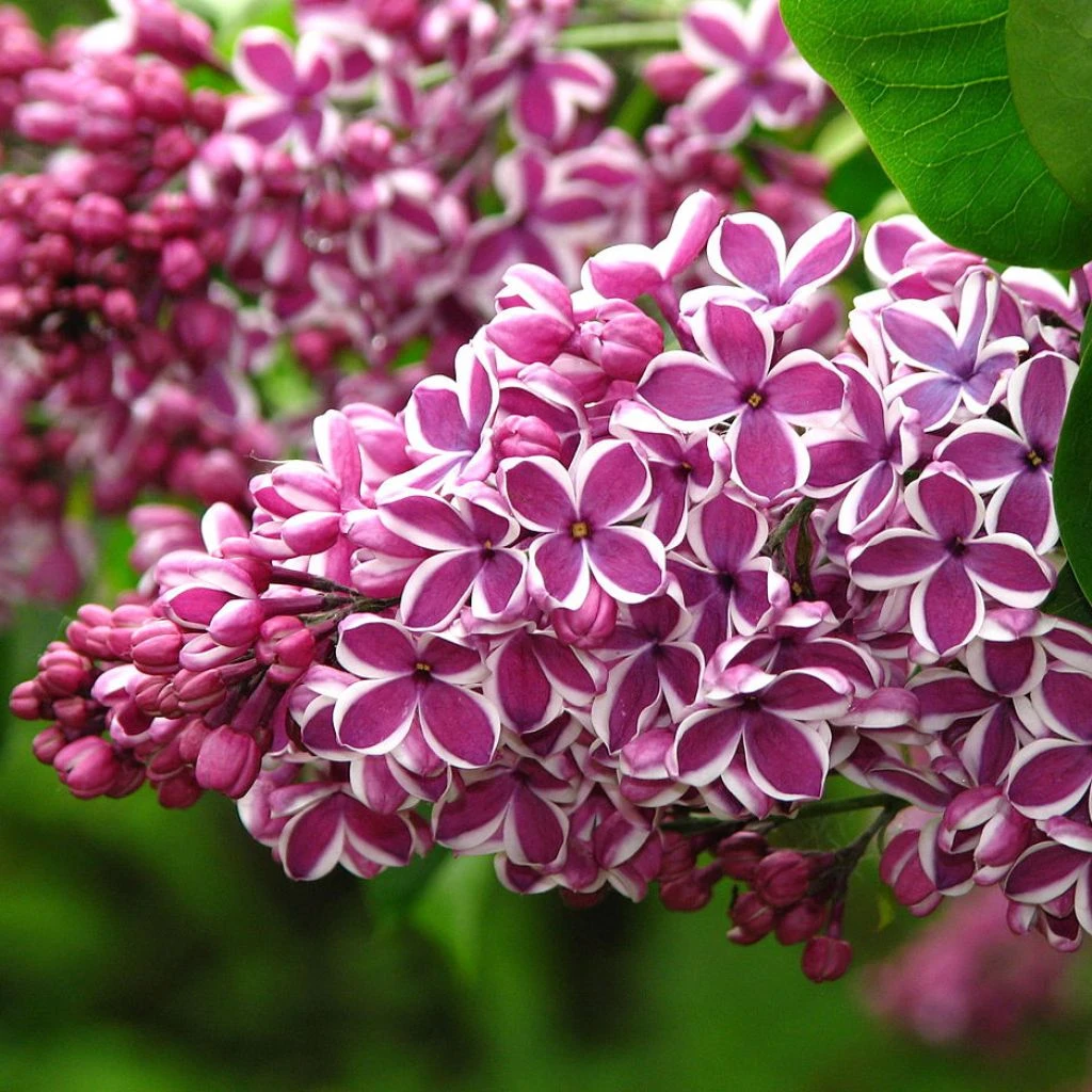 Lilas Sensation - Syringa Vulgaris 1 Lilas Sensation - Syringa Vulgaris