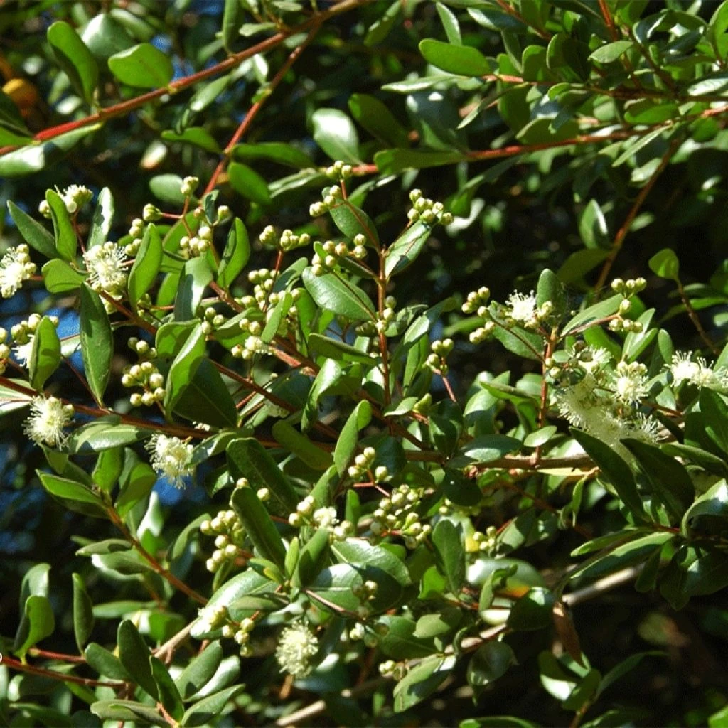 Temu Divaricatum Heaven Scent - Blepharrocalix Cruckshanksii 1 Temu Divaricatum Heaven Scent - Blepharrocalix Cruckshanksii