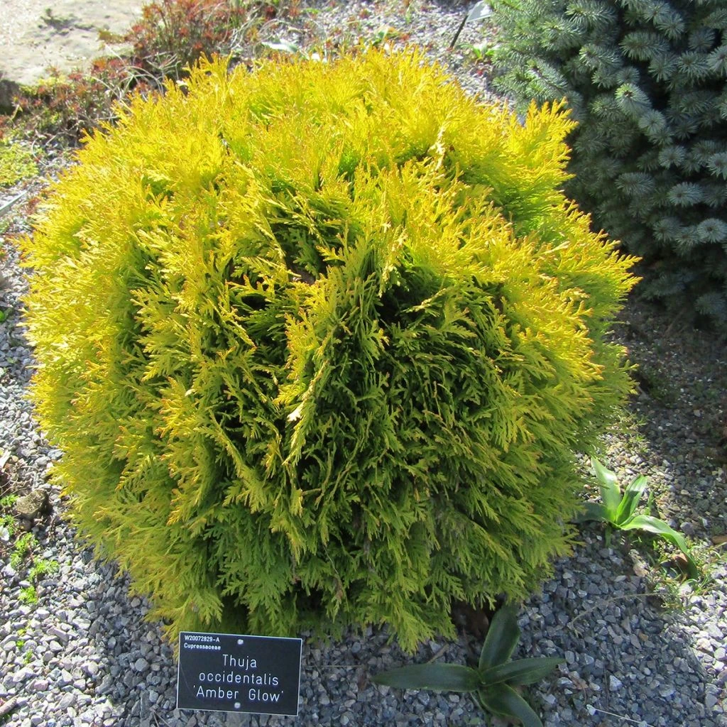 Thuya Du Canada - Thuja Occidentalis Amber Glow 1 Thuya Du Canada - Thuja Occidentalis Amber Glow