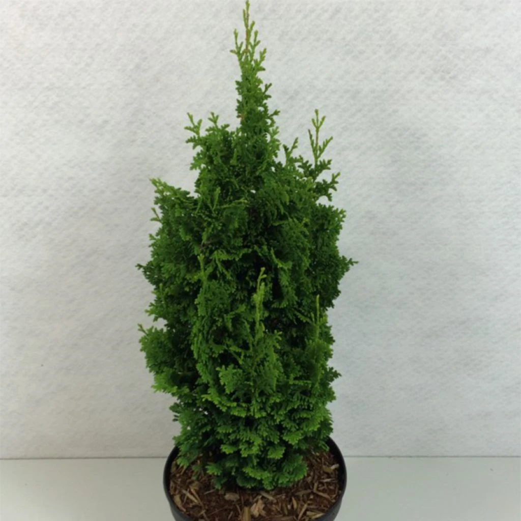 Thuya Du Canada - Thuja Occidentalis Zmatlik 1 Thuya Du Canada - Thuja Occidentalis Zmatlik