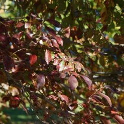 Ulmus Frontier - Orme Hybride