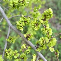 Ulmus Pumila - Orme De Sibérie