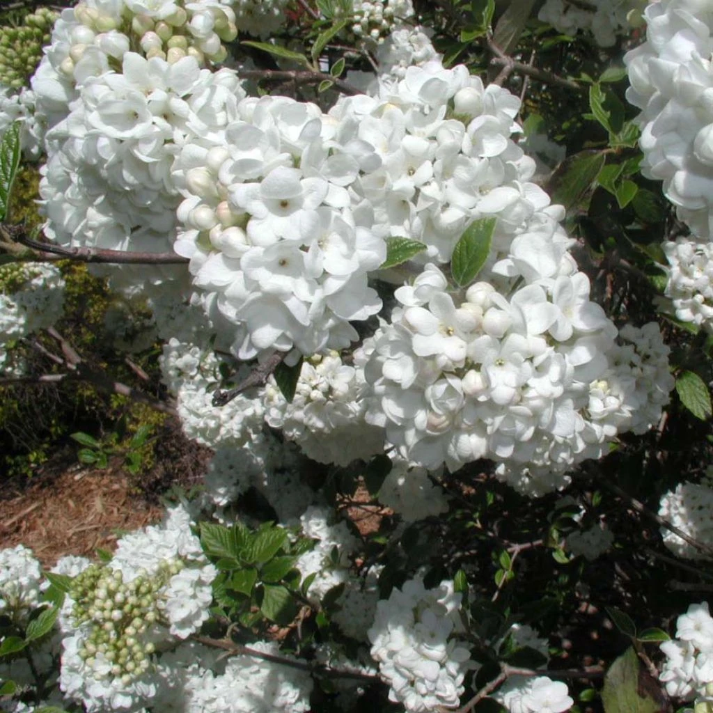 Viorne - Viburnum Eskimo 1 Viorne - Viburnum Eskimo