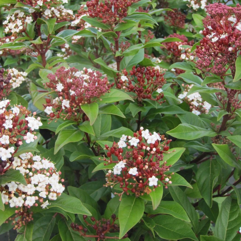 Viburnum Tinus Lisarose - Laurier-tin Rose 1 Viburnum Tinus Lisarose - Laurier-tin Rose