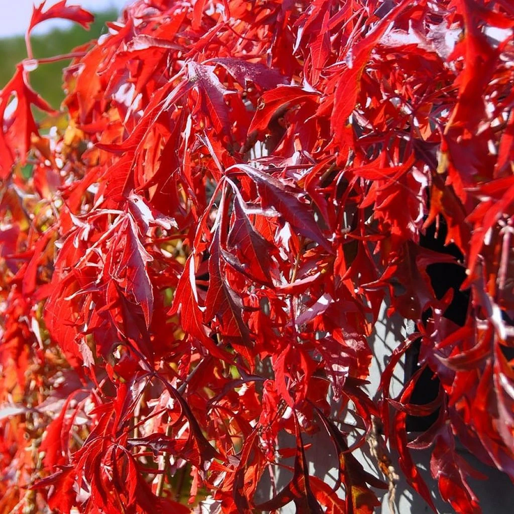 Vigne Vierge - Parthenocissus Quinquefolia Kirigami 1 Vigne Vierge - Parthenocissus Quinquefolia Kirigami