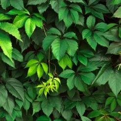 Vigne Vierge Commune - Parthenocissus Viteacea (inserta)