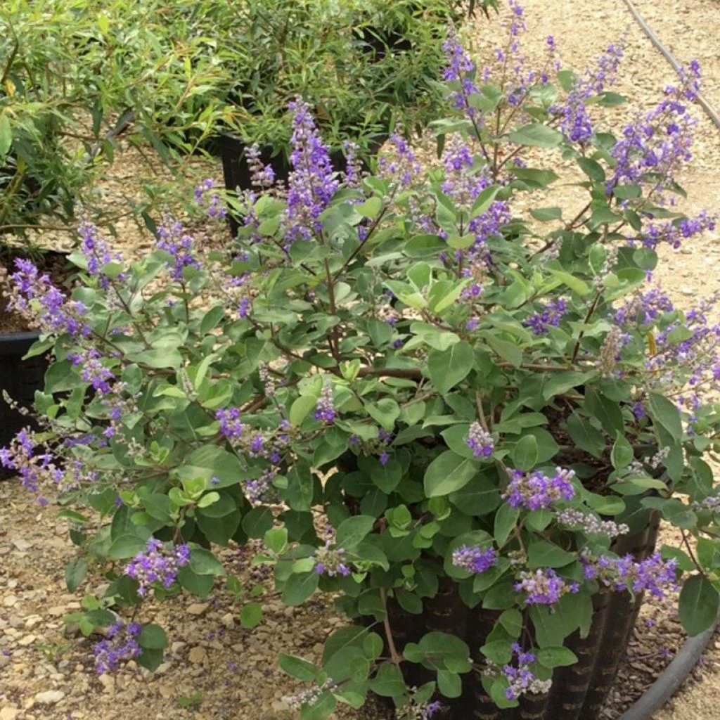 Vitex X Agnus-castus Chicagoland Blues - Gattilier 1 Vitex X Agnus-castus Chicagoland Blues - Gattilier