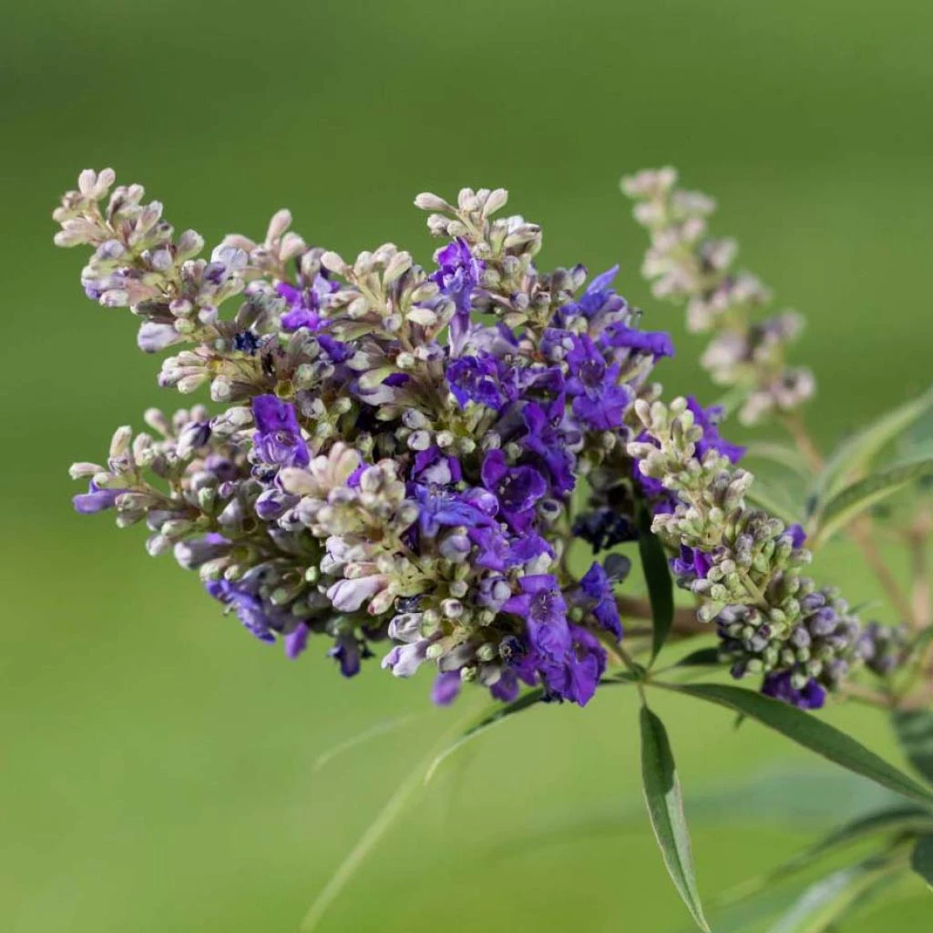 Vitex Agnus-castus Blue Puffball - Gattilier 1 Vitex Agnus-castus Blue Puffball - Gattilier