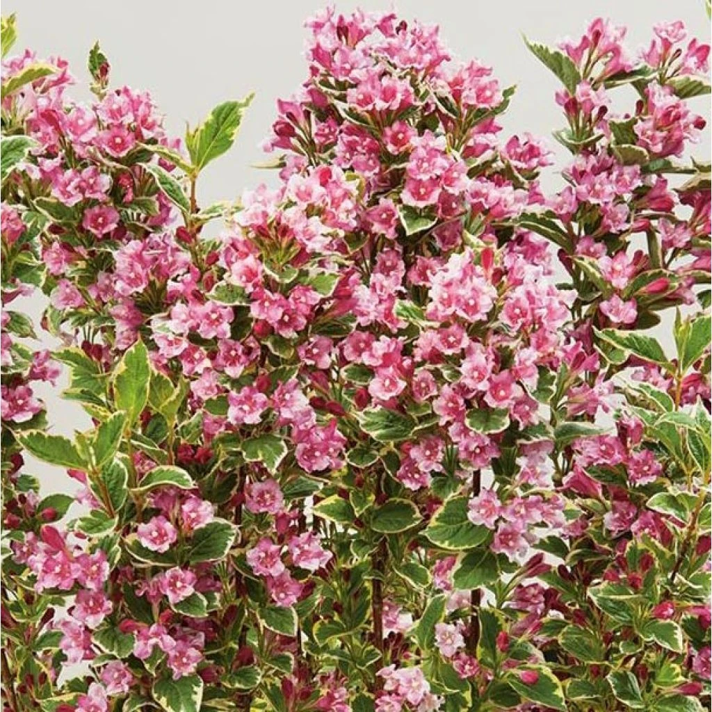 Weigela Kosteriana Variegata - Weigelia Kosteriana Variegata 1 Weigela Kosteriana Variegata - Weigelia Kosteriana Variegata
