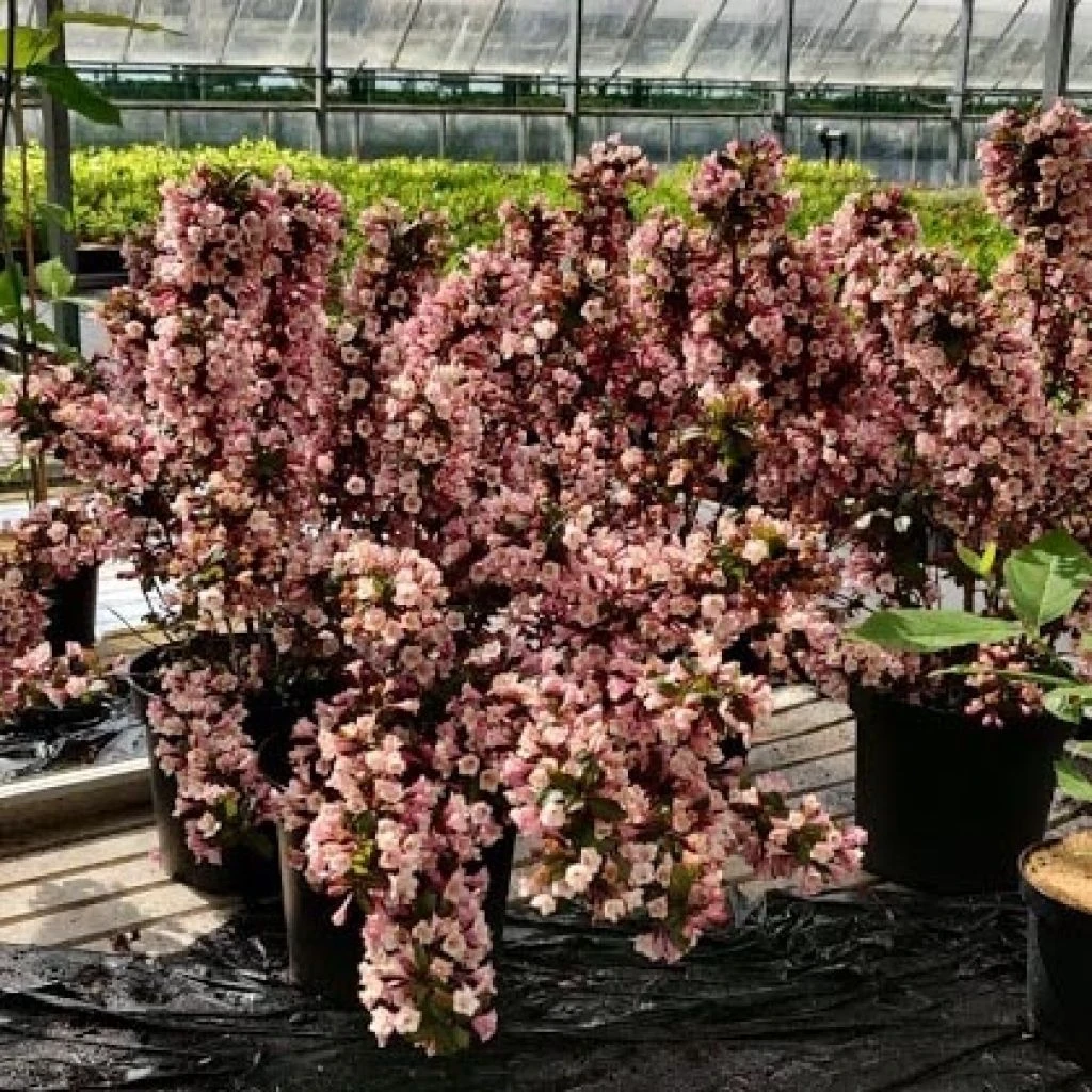 Weigela Florida Big Love 1 Weigela Florida Big Love