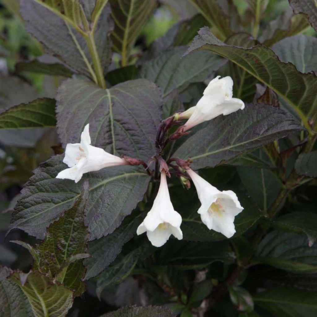 Weigela Florida Ebony And Ivory 1 Weigela Florida Ebony And Ivory