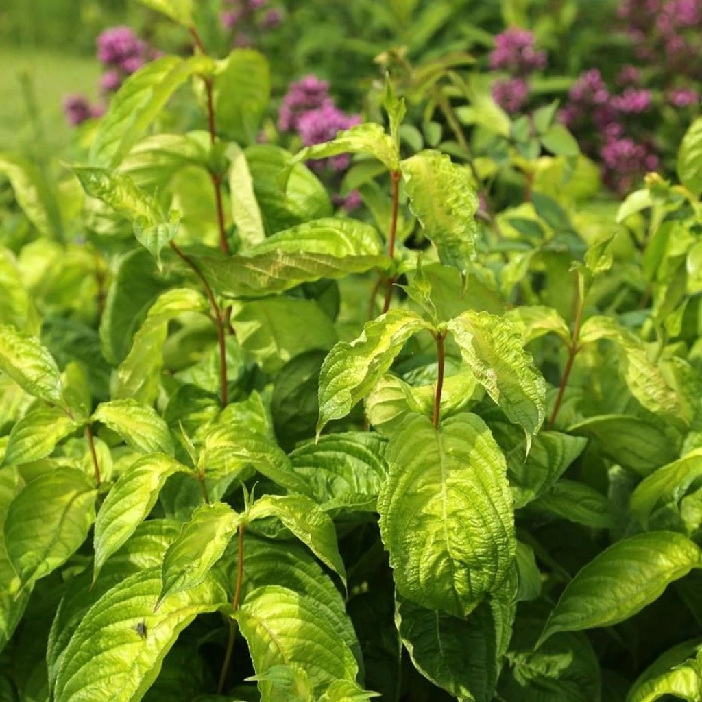 Weigela Florida Lime Monster 1 Weigela Florida Lime Monster