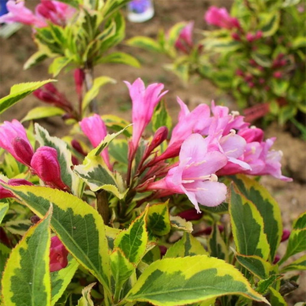 Weigela Florida Magical Rainbow 1 Weigela Florida Magical Rainbow