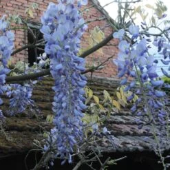 Glycine Blue Moon - Wisteria Frutescens Var. Macrostachya