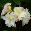 Azalée De Chine Cannon's Double - Rhododendron Hybride