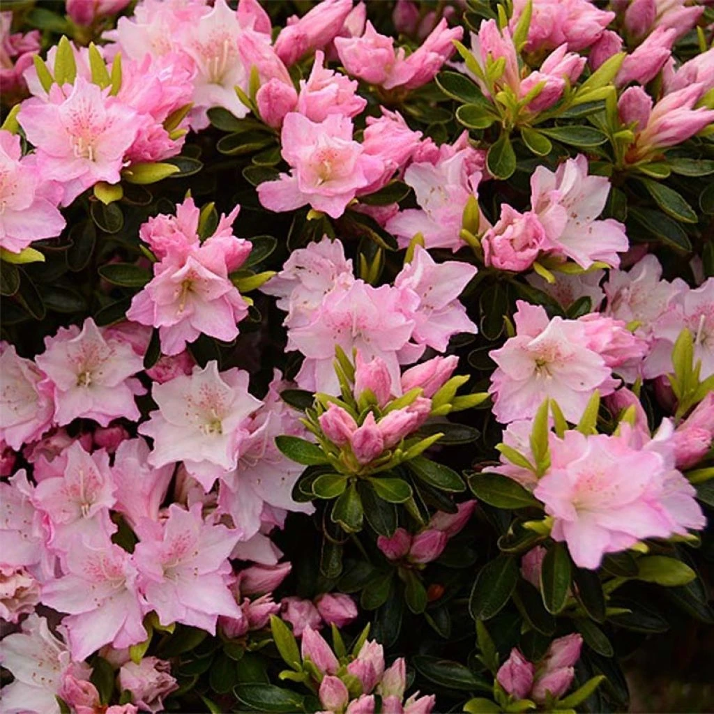 Azalée Du Japon Al's Picotee - Rhododendron Hybride 1 Azalée Du Japon Al's Picotee - Rhododendron Hybride