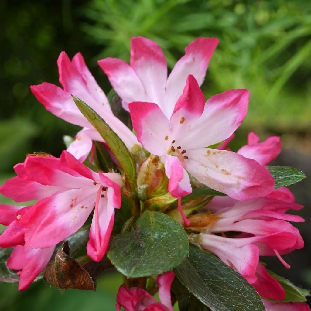 Azalée Japonaise - Azalea Japonica Izumi No Mai 1 Azalée Japonaise - Azalea Japonica Izumi No Mai