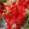 Azalée De Chine Wallowa Red - Rhododendron Hybride