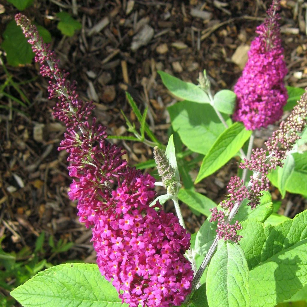 Buddleia Miss Ruby - Buddleia Nain 1 Buddleia Miss Ruby - Buddleia Nain