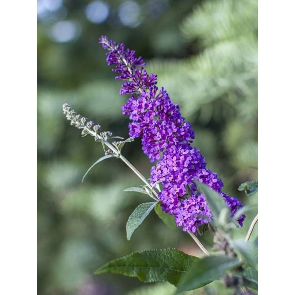 Buddleja Psychedelic Sky - Arbre Aux Papillons 1 Buddleja Psychedelic Sky - Arbre Aux Papillons
