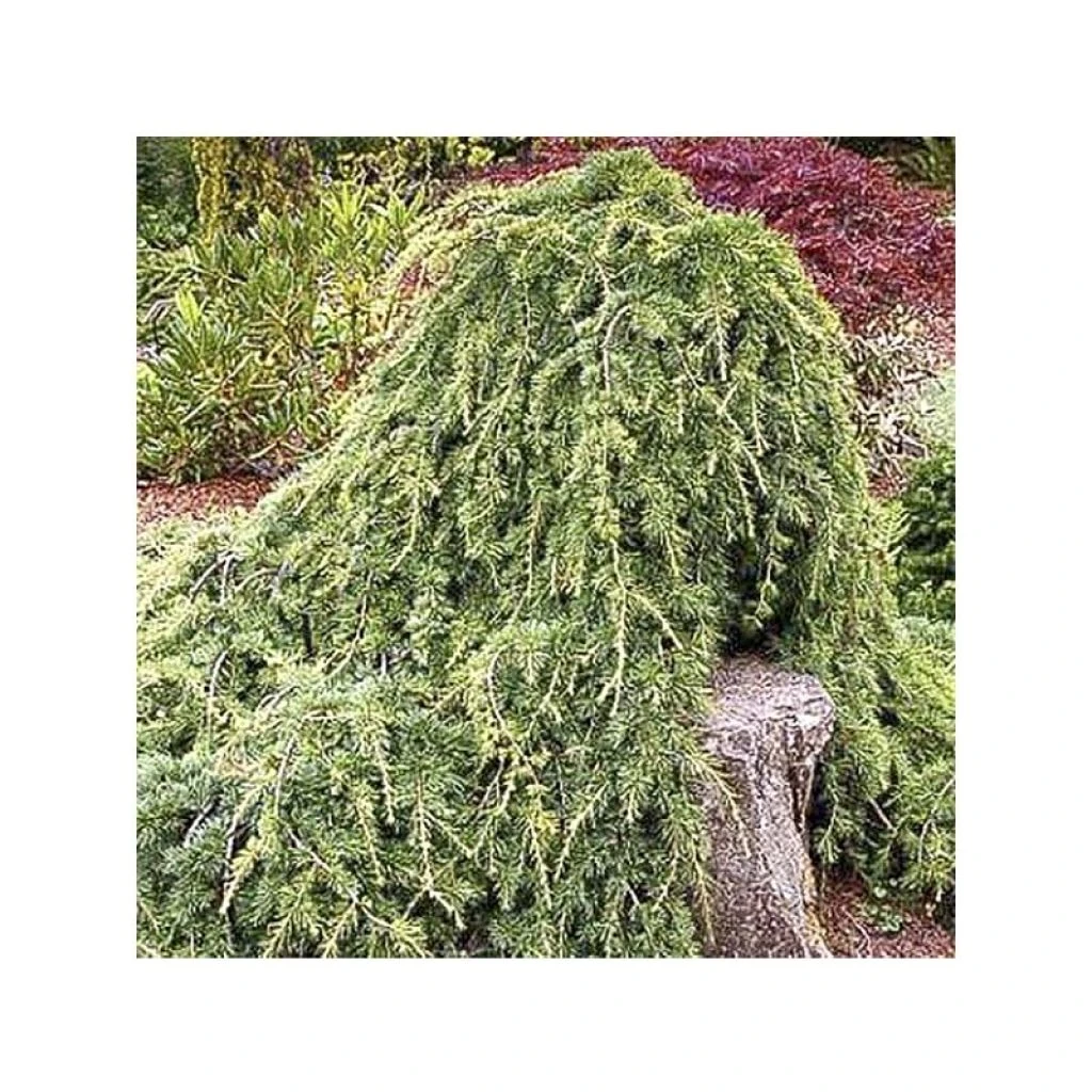 Cèdre De L'Atlas - Cedrus Libani Atlantica Sargentii 1 Cèdre De L'Atlas - Cedrus Libani Atlantica Sargentii