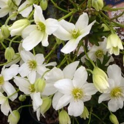 Clématite - Clematis Avalanche®