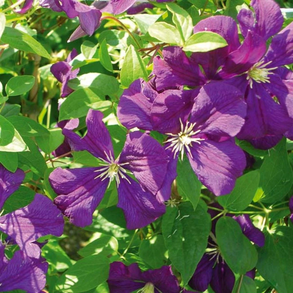 Clématite - Clematis Viticella Etoile Violette 1 Clématite - Clematis Viticella Etoile Violette