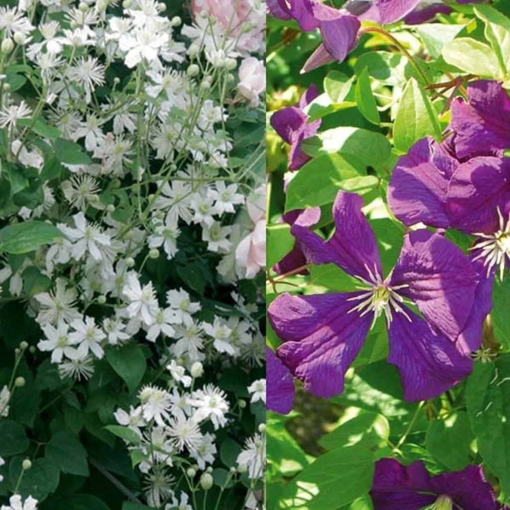 Collection Ange Ou Démon 1 Collection Ange Ou Démon