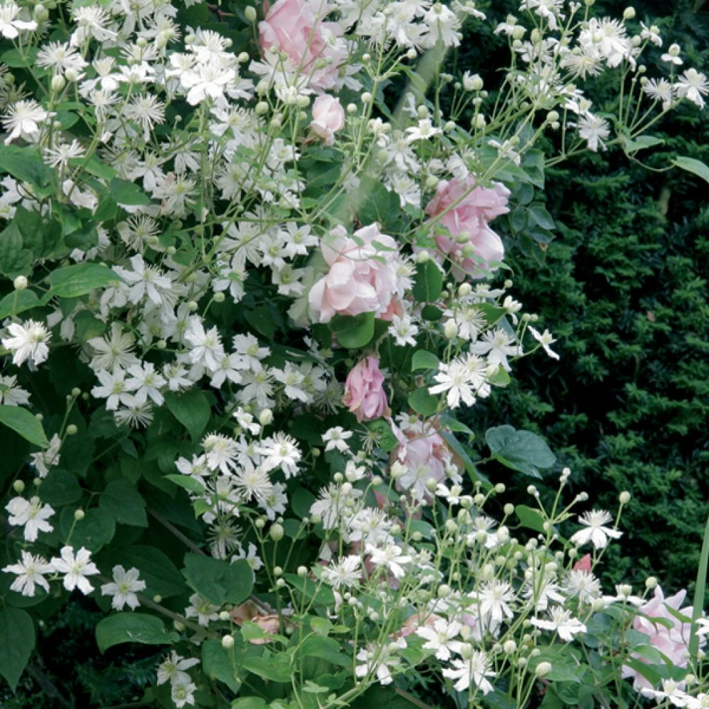 Collection Tonnelle Rose Et Blanc 1 Collection Tonnelle Rose Et Blanc