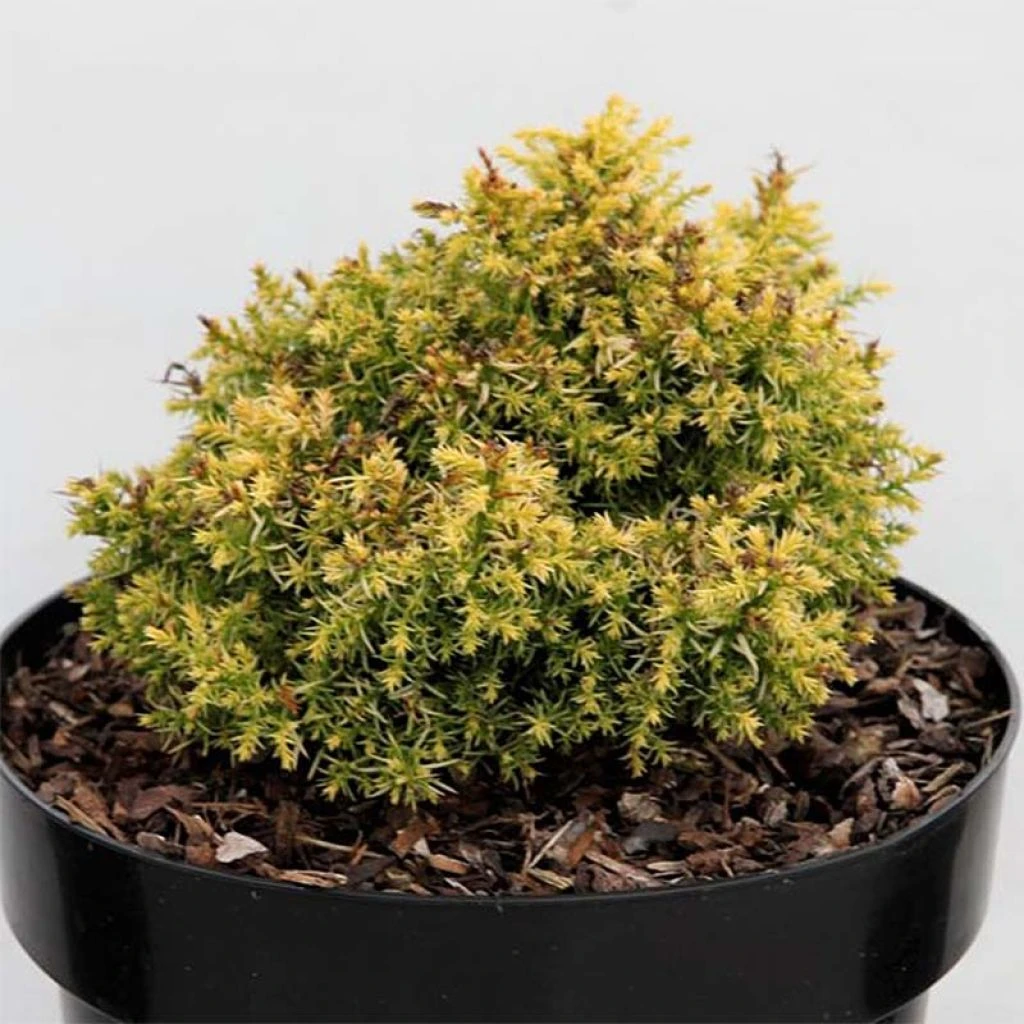 Cryptomeria Japonica Twinkle Toes 1 Cryptomeria Japonica Twinkle Toes