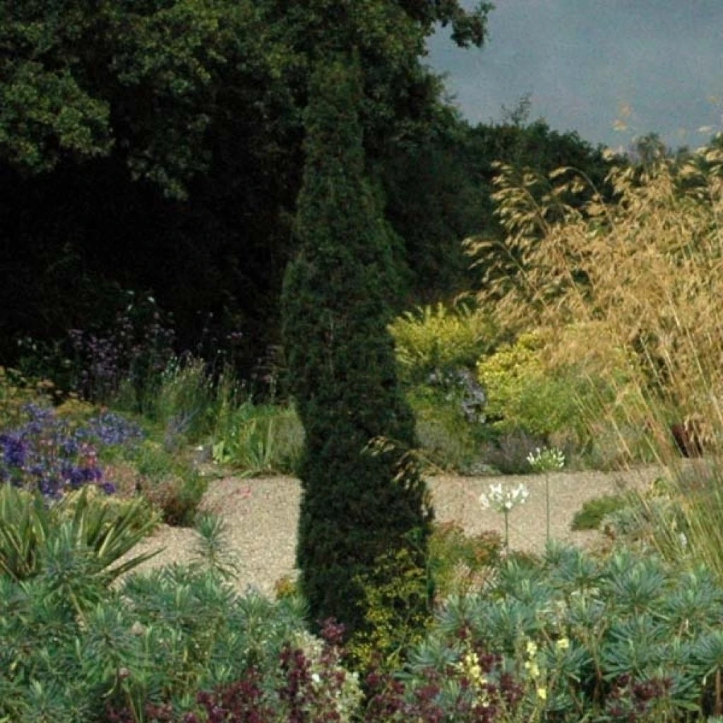 Cupressus Sempervirens Totem - Cyprès De Florence 1 Cupressus Sempervirens Totem - Cyprès De Florence