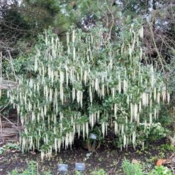 Garrya Elliptica - Garrya à Feuilles Elliptiques