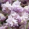 Glycine Du Japon - Wisteria Floribunda Violacea Plena (Black Dragon)