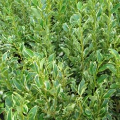 Griselinia Littoralis Green Jewel - Griseline Du Littoral