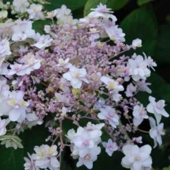 Hortensia - Hydrangea Involucrata Yoraku Tama