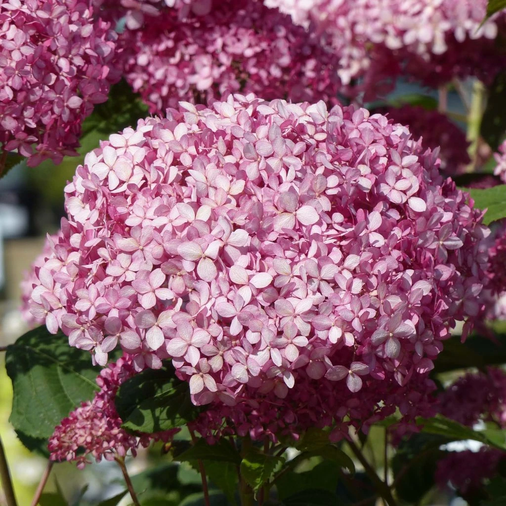 Hortensia Arborescens Pink Annabelle Ou Invincibelle 1 Hortensia Arborescens Pink Annabelle Ou Invincibelle