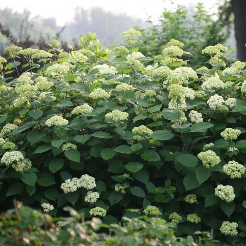 Hortensia Arborescens Lime Rickey 1 Hortensia Arborescens Lime Rickey