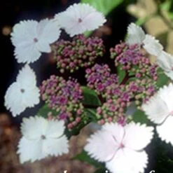 Hortensia - Hydrangea Serrata Nadesiko