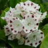 Kalmia Latifolia Freckles - Laurier Des Montagnes Noir Et Blanc