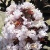 Lagerstroemia Indica Black Solitaire® (Black Diamond) Blush - Lilas Des Indes