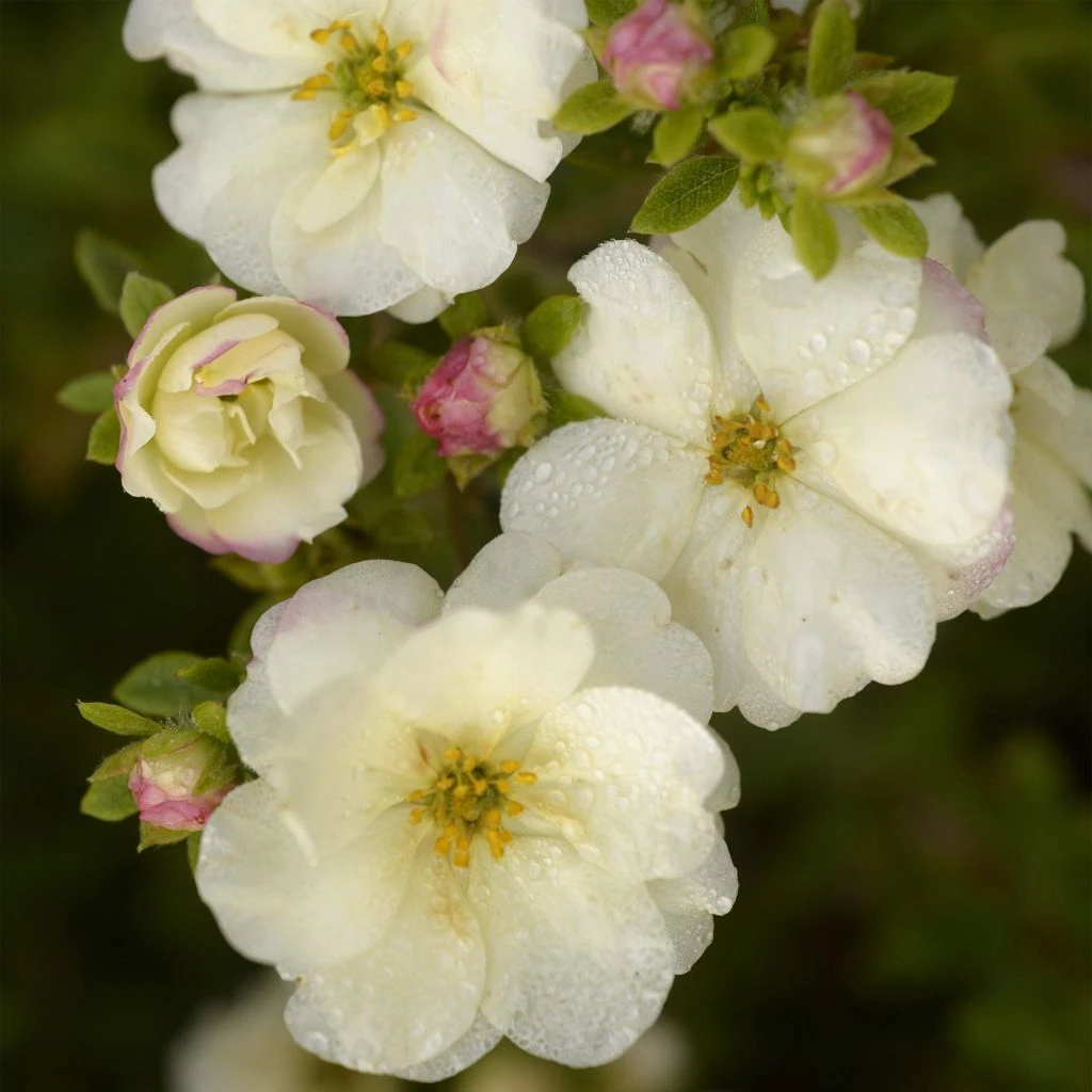 Potentille Arbustive - Potentilla Fruticosa Double Punch Cream 1 Potentille Arbustive - Potentilla Fruticosa Double Punch Cream