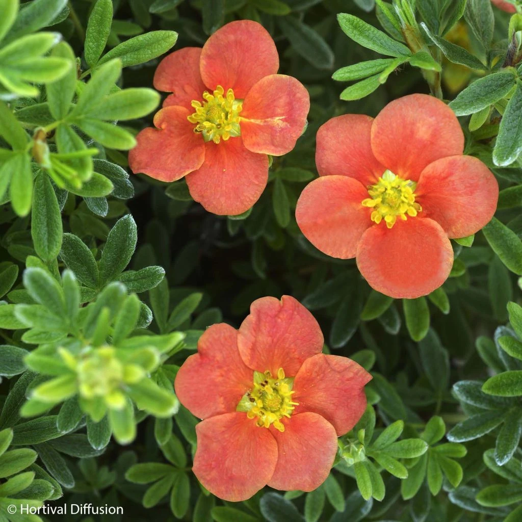 Potentille Arbustive - Potentilla Fruticosa Red'issima 1 Potentille Arbustive - Potentilla Fruticosa Red'issima