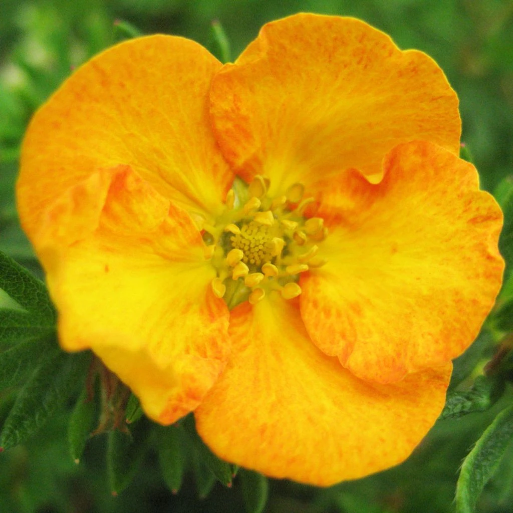 Potentilla Fruticosa Tangerine - Potentille Arbustive 1 Potentilla Fruticosa Tangerine - Potentille Arbustive
