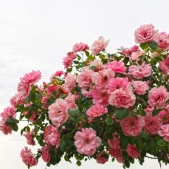 Rosier Grimpant Bantry Bay