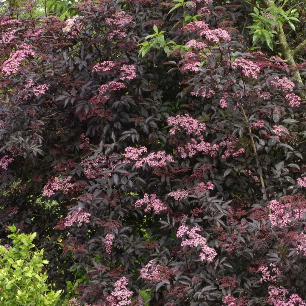 Sureau Noir - Sambucus Nigra Black Beauty (Gerda) 1 Sureau Noir - Sambucus Nigra Black Beauty (Gerda)