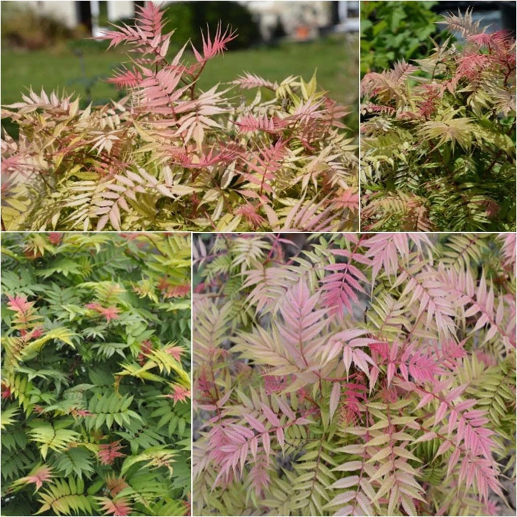 Sorbaria Sorbifolia Pink Hopi - Fausse Spirée à Feuilles De Sorbier 1 Sorbaria Sorbifolia Pink Hopi - Fausse Spirée à Feuilles De Sorbier