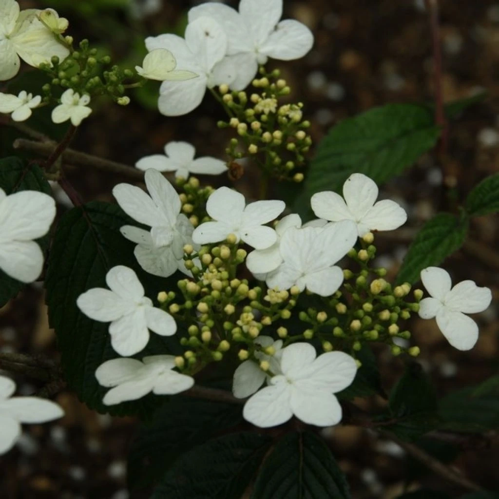 Viorne - Viburnum Plicatum Watanabe 1 Viorne - Viburnum Plicatum Watanabe