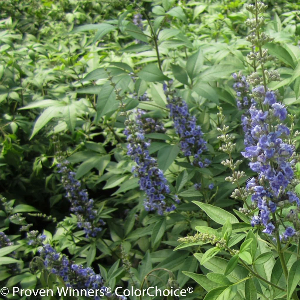 Vitex Agnus-castus Blue Didley® - Gattilier 1 Vitex Agnus-castus Blue Didley® - Gattilier