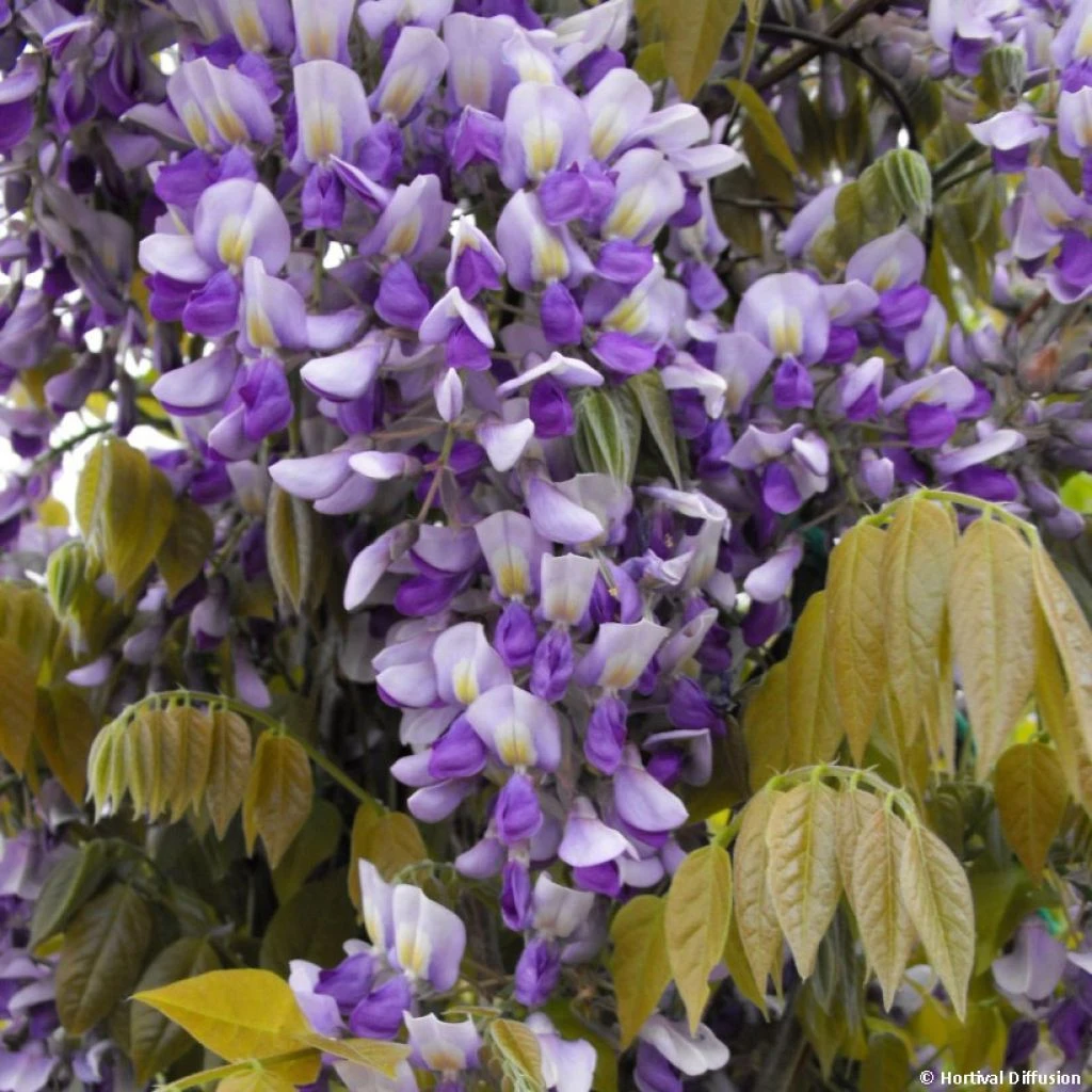 Glycine Grande Diva Nathalie - Wisteria (x) Venusta 1 Glycine Grande Diva Nathalie - Wisteria (x) Venusta